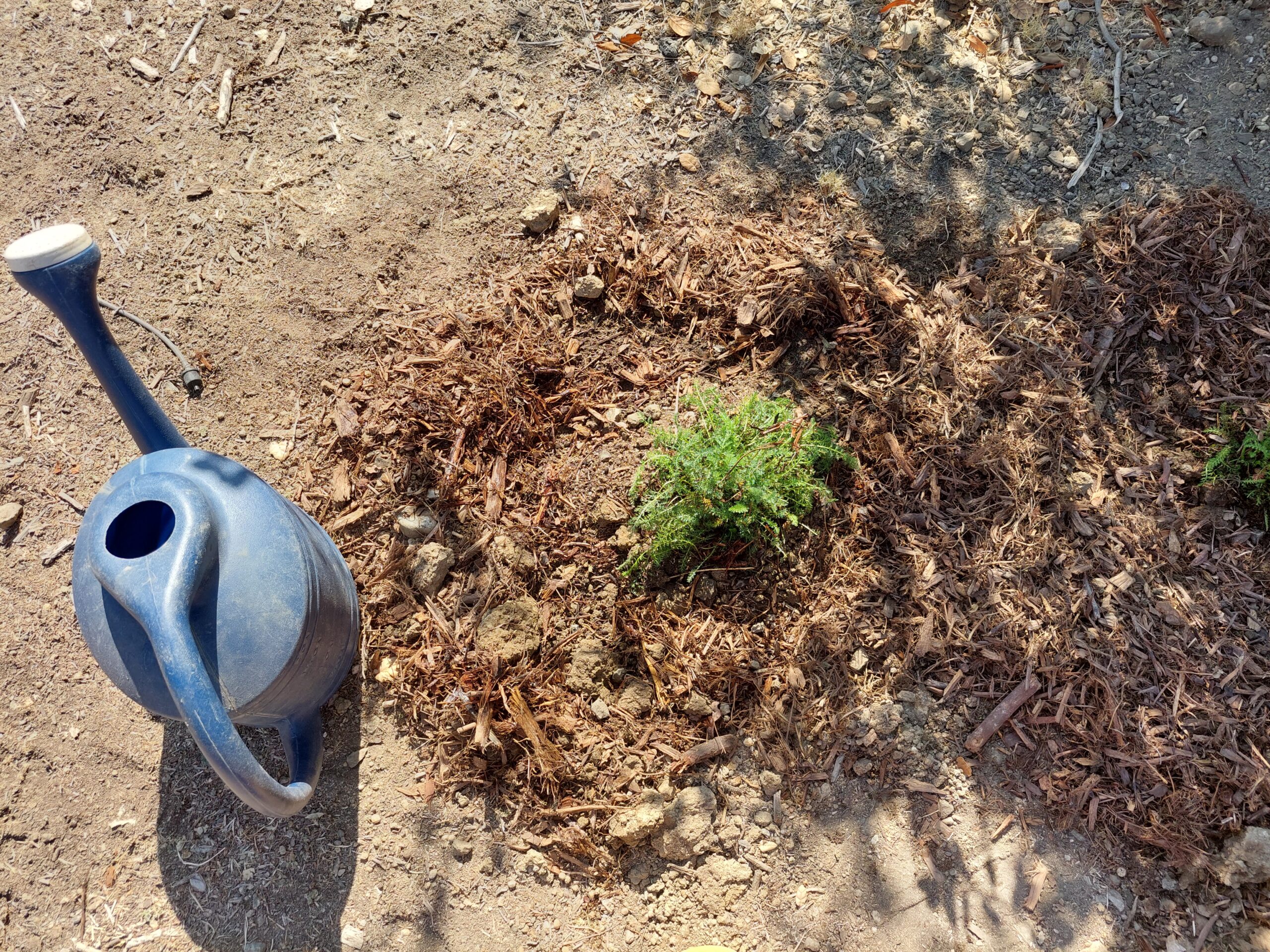Water can and newly planted milkweed
