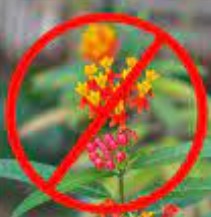 No Tropical Milkweed!